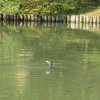 Tokyo_Rikugien_Park_22